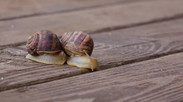 Couple garden snails mating life cycle of a snail