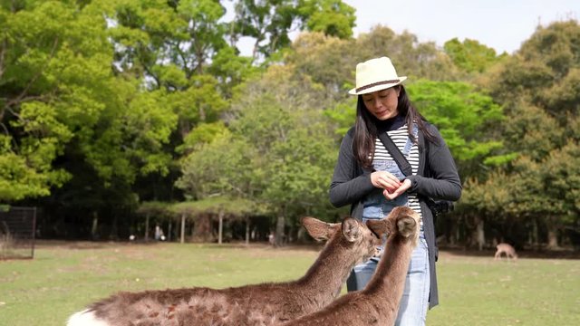 pretty female traveler feeding two cute little deer and the third hungry deer run close to her