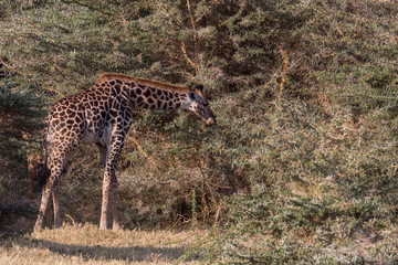 Giraffe (Giraffa)