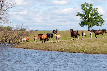 On a hot summer day, a herd of horses goes to the watering place.