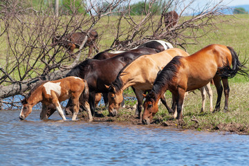 A herd of horses with foals drink water from a pond on a hot, summer day
