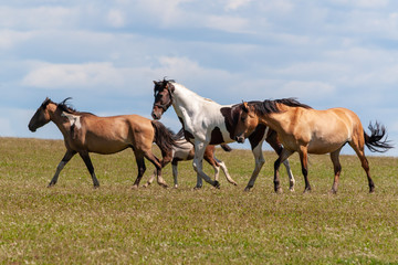 Obraz na płótnie Canvas Horses with a foal gallop in the field on a summer day