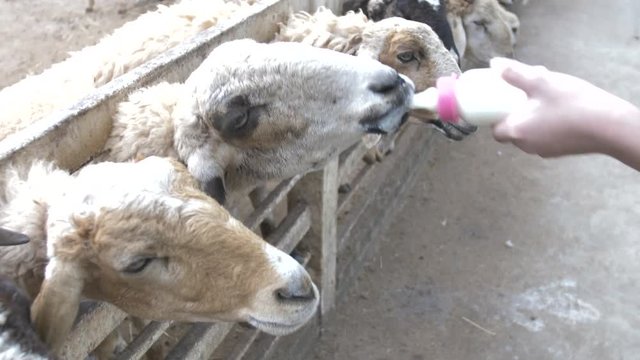 Asian cute child feeding sheep and goat from her hands, Slow motion 4K.