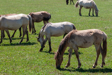 Obraz na płótnie Canvas Horses graze on a green pasture.