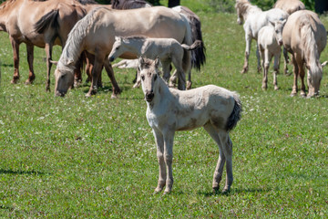 Obraz premium Horses with foals graze on green pasture.