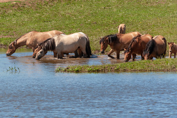 Naklejka na ściany i meble Horses are in the water and drink water.