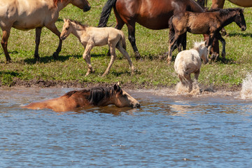 The horse is swimming in the water. Horses at the watering place.