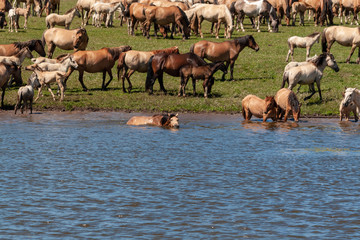 The horse is swimming in the water. Horses at the watering place.