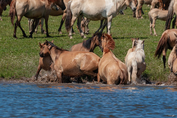 Fototapeta premium Horses frolic in the pond.