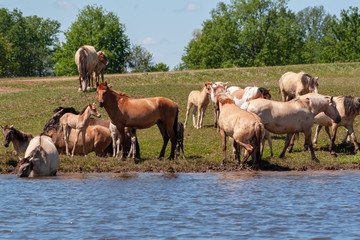 Horses are in the water and drink water.