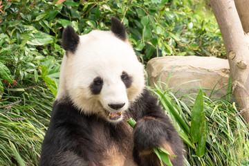 Naklejka na ściany i meble Panda is eating bamboo leaf for lunch