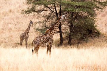 Giraffe (Giraffa)