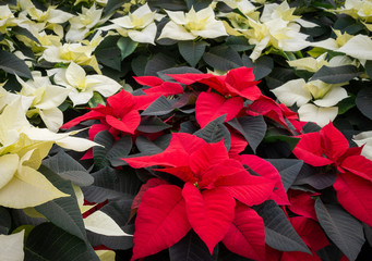 red and white poinsettia flowers 