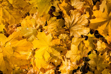 Yellow autumn foliage cover