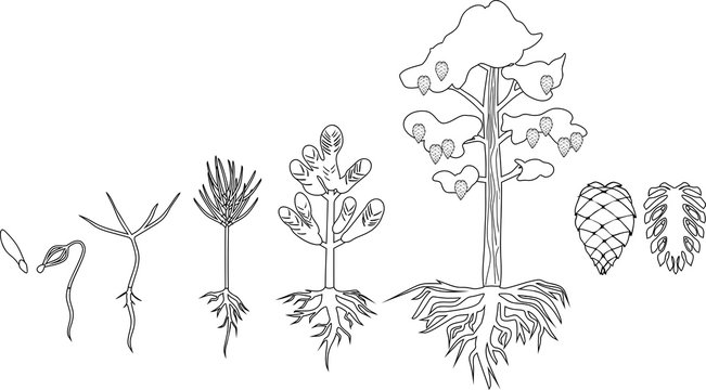 Coloring page with Pine tree life cycle. Stages of growth from seed to mature pine tree with cones