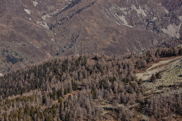 Mountain rock and forest