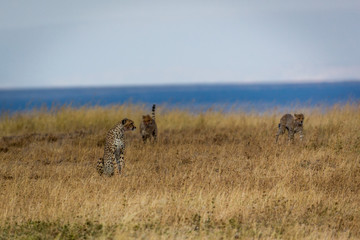 Fototapeta na wymiar Gepard - Acinonyx jubatus