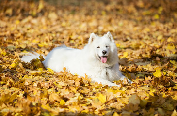Samoyed dog in autumn park