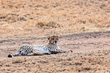 Gepard - Acinonyx jubatus