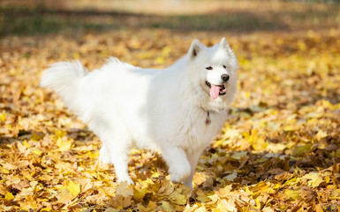Samoyed dog in autumn park