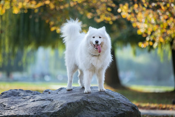 Samoyed dog standing on rock in autumn park