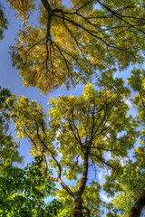 Green tree crown with fresh leaves and blue sky