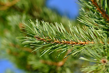 Naklejka na ściany i meble Colorful fresh green young pine branch with a young bud close-up