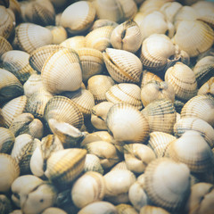 Close-up of fresh culinary Spanish clams or Almejas.
