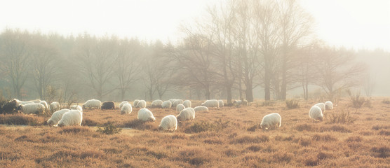Grazing sheep in late summer sunlight on heathland in, Blaricum, The Netherlands.
