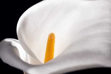 Abstracted macro shot of a white calla lily on a black background.