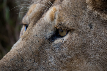 Löwe (Panthera leo)