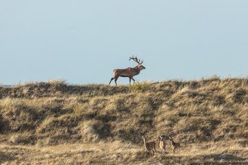 hirsch auf der düne