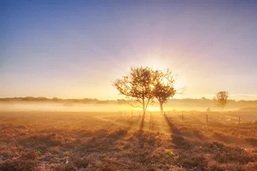 Foto auf Acrylglas Beautiful sunrise with low hanging fog in a Dutch landscape with flowering heather. Shot against a clear sky. © Studio F.