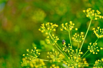Honey bee on tiny flowers