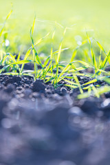 Fresh, green and fertile agricutlure plants, grass
