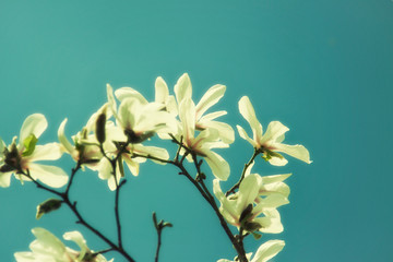 Vintage blooming Stella Magnolia branch in early spring.