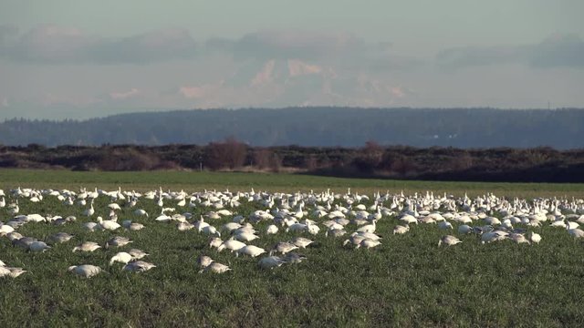 Pacific Northwest Snowgeese zoom 4K UHD. A flock of Snow Geese feed on a farm field. Mount Baker in the background. 4K. UHD.
