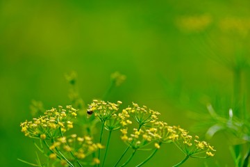 Honey bee on tiny flowers