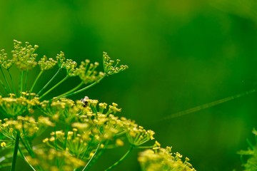 Honey bee on tiny flowers