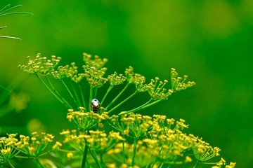 Honey bee on tiny flowers