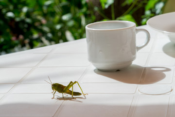 grasshopper