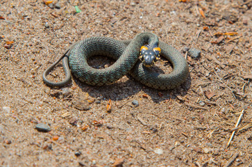 snake