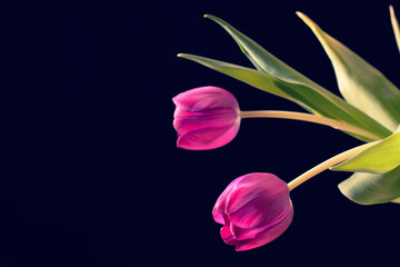 Fresh blooming tulips isolated on black background.