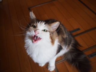 口を開けて鳴くノルウエージャンフォレストキャット