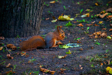 squirrel