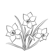 Elegance pattern with flowers narcissus