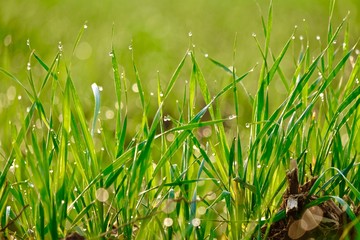 Obraz premium Wheat crop background