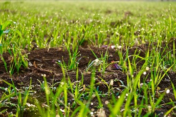 Wheat crop background