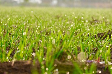 Wheat crop background