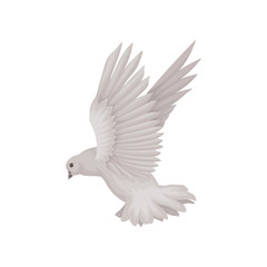 Gray dove in flying action. Bird with wide open wings. Fauna theme. Flat vector for invitation or greeting card